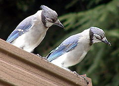 photo "The Blues Brothers"