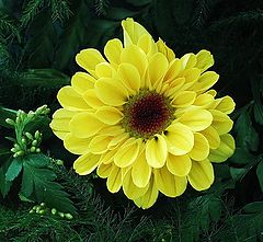 photo "Imperfect  Yellow"