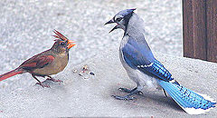 photo "Tempers Flare...."