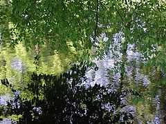 фото "Reflection (2)"