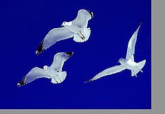 photo "Flight Of Three"