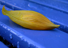 фото "Rain or shine"
