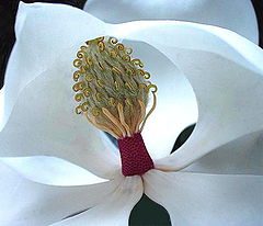 photo "Magnolia  Centerpiece"