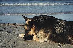 photo "Leisure time"