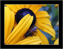 photo "Blue & Yellow"