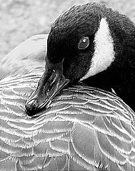 photo "A Feathered Encounter"