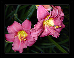 photo "Hard & Soft"