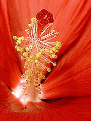 photo "Flower Tower"