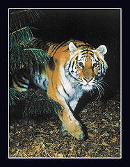 photo "The night hunter"