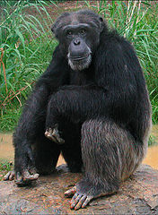 photo "Goliath"