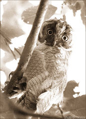 photo "These eyes opposite..."