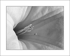 photo "Night Flower 2"
