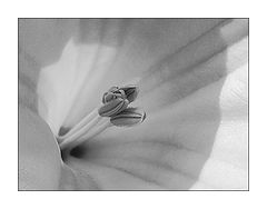 photo "Night Flower #3"