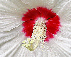 photo "Cherry-Vanilla"