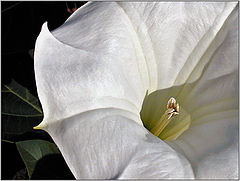 photo "Night Flower #4"