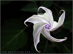 photo "Angel`s Trumpet"