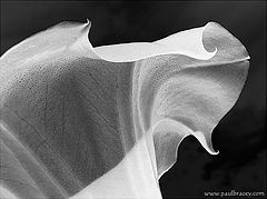 photo "Night Flower"