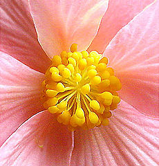 photo "Centerpiece.."