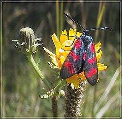 фото "Butterfly"