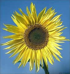 photo "Sunflower"