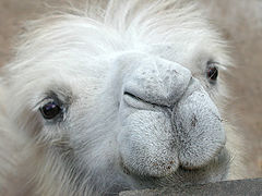 photo "Thoughtful camel"