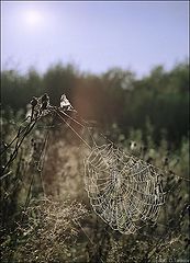 photo "Web"