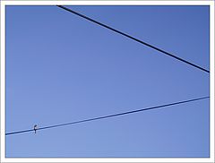 фото "Birdie"