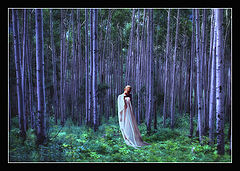 photo "Aspen Grove"