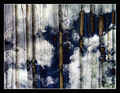 photo "Aspens Revisited"