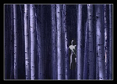 photo "Woods so Deep"