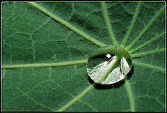 фото "Drop"