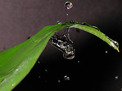 photo "Streams of Life"