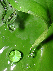 photo "Bubbles"