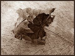 фото "Septembergrau"