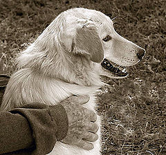 photo "Companionship"