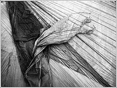 photo "wrapped, sure"