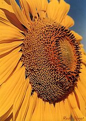 фото "Sun Flower"