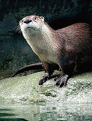 photo ""Hmm...I `Otter` Get In the W`Otter` ""