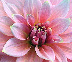 photo "Appetizer: Pink Lady With Buttered Tips"