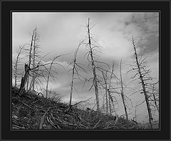 фото "After the Fire"