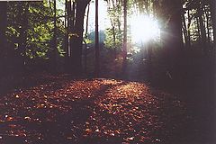 фото "Transsylvanian forest"