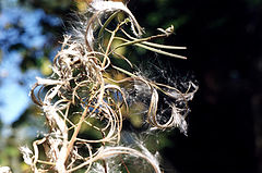 photo "Untitled photo"