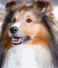 photo "Best-In-Show"