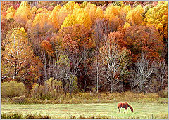 photo "Autumn Seen...."