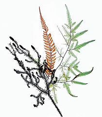photo "Fern Fantasy II"