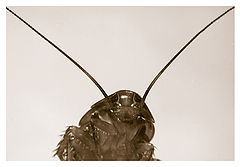 photo "Dominant Species"