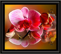 photo "Untitled photo"