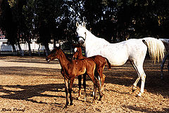 фото "The Family"
