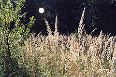 photo "sun"