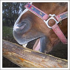 photo "From the Horse`s Mouth"